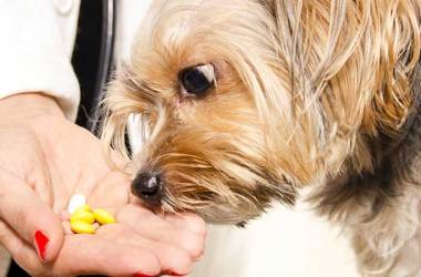 Dog Allergy Medications