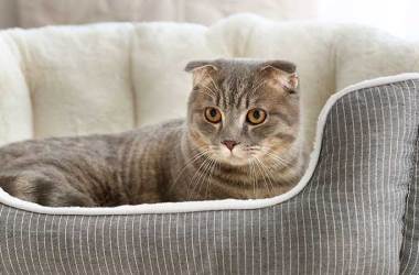 Orthopedic Cat Beds