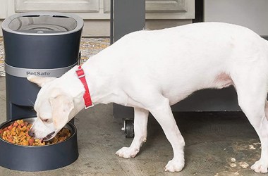 Automatic Dog Feeders