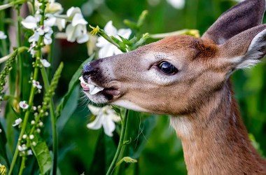 Deer Out Repellents