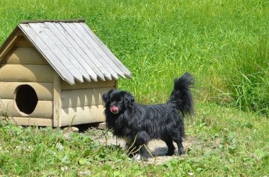 Dog Houses